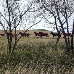 Horses