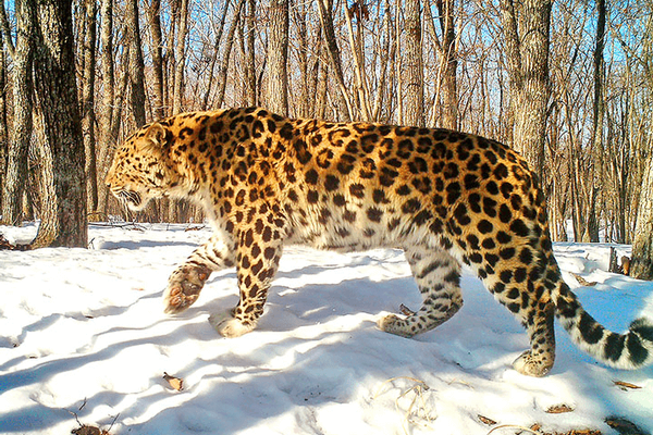 Moon Colonies and Molotov Modernism