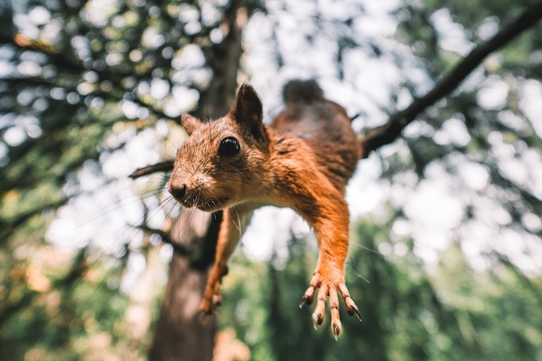 Squirrelly Behavior in Barnaul