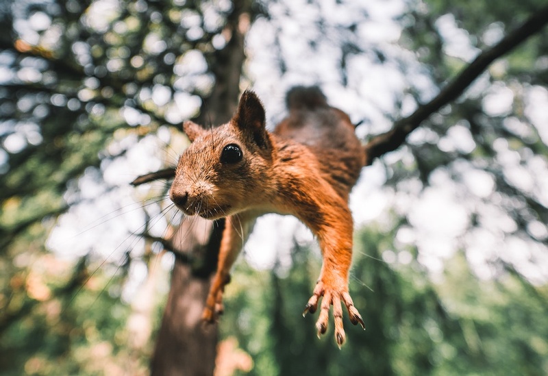 Squirrelly Behavior in Barnaul