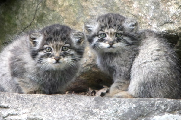 You've Gotta Be Kitten Me