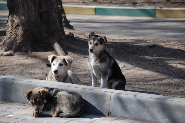 Buryat Strays Hit the Road