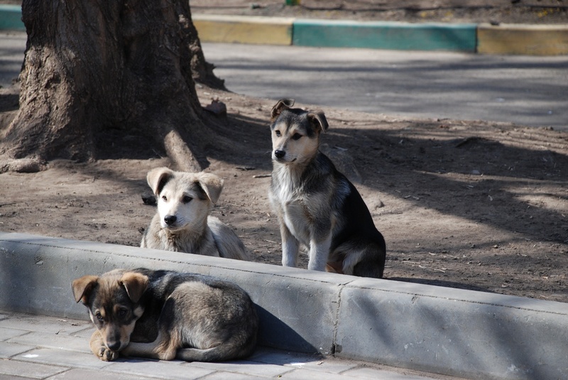 Buryat Strays Hit the Road