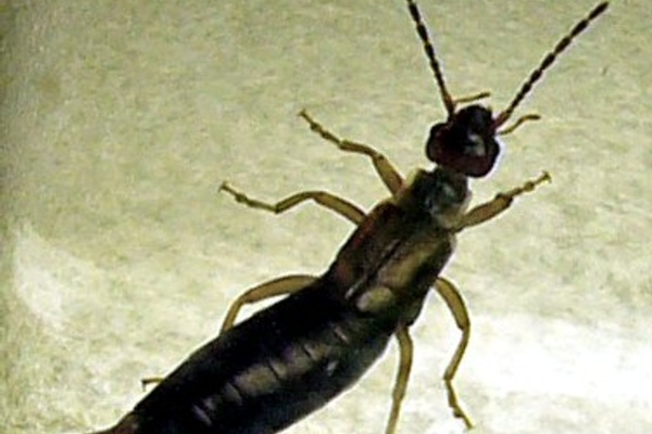 A Survey of Russian Humor (and it rhymes!)