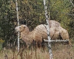 Dromedary on the Roam