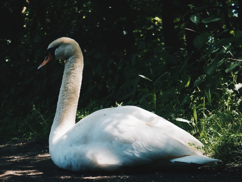 Stubborn as a Swan
