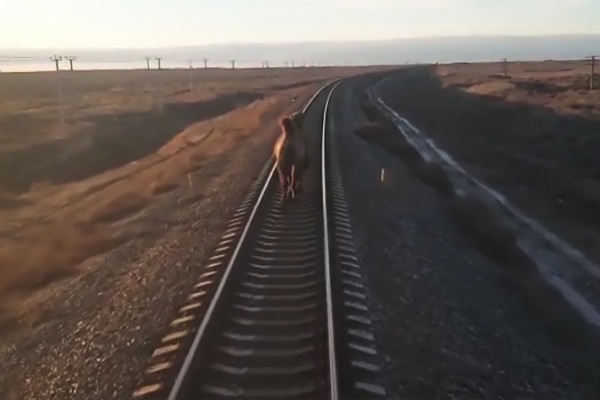 Jogs Good, Like Camel Should