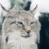 Missing Lynx in Transportation