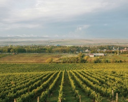 Tenders of the Vine