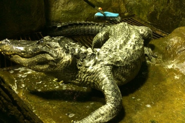 The Amazing Life of Moscow's Gator