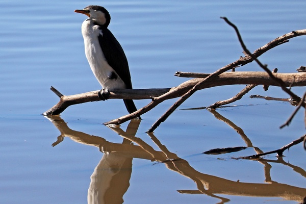 Trolley Drama and Piano Trauma
