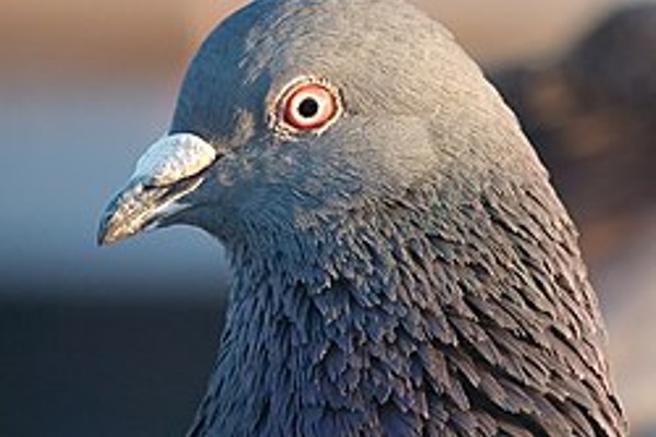 Pigeon-Drones are Here