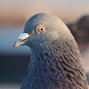 Pigeon-Drones are Here