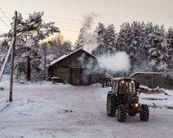 Russian Cattle in Danger
