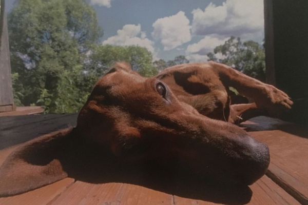 Chado, the Roving Superdog