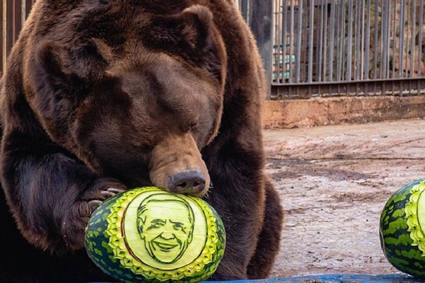 Russian Critters Cast Their Ballots