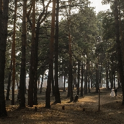 Forest Bride