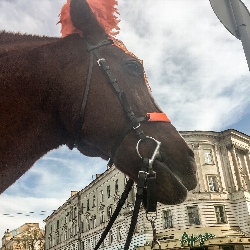 Tver Horse