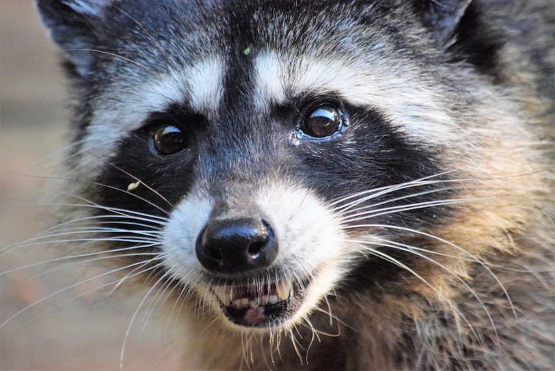 Boozy Raccoon