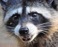 Boozy Raccoon