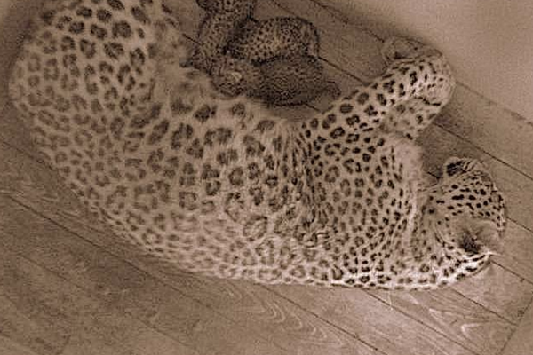 Births: Modern Russia, baby LSDUZ, and lots of leopards