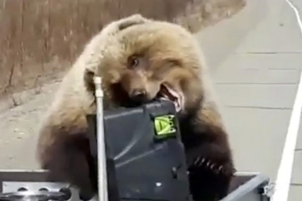 It's an Animal World After All