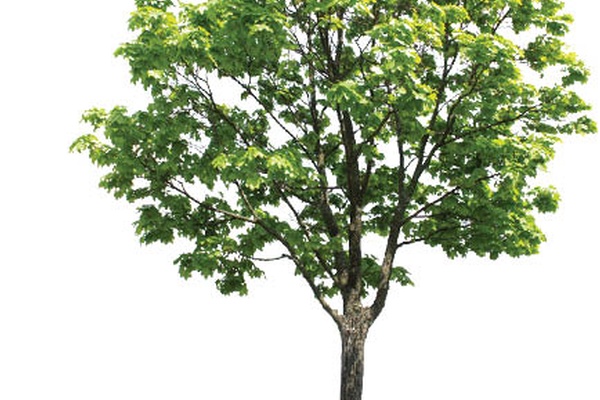 For the Love of Trees