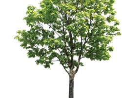 For the Love of Trees