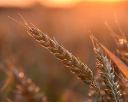 Of Grain and Ukraine