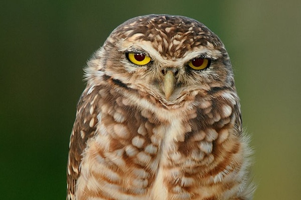 More than Early Birds and Night Owls