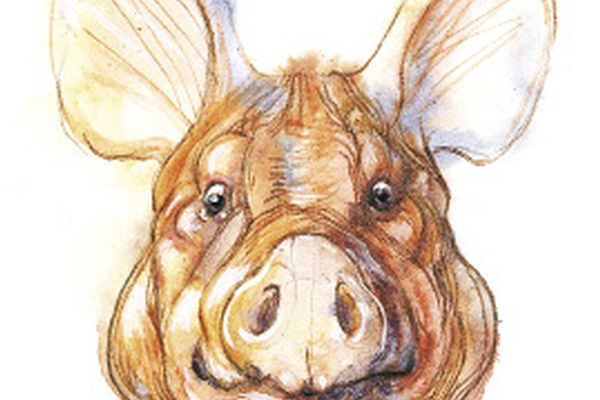 A Woman's Honor (or, When Pigs Fly)