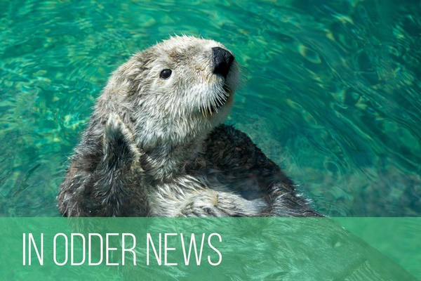 Cars, Car Accidents, and Vodka (Unrelated)