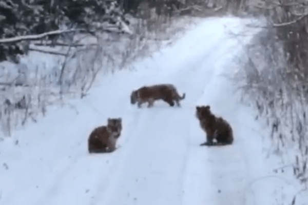 Ice, Ice, Baby Tigers