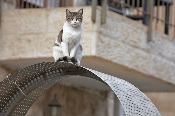 The Cat Dragged In...?