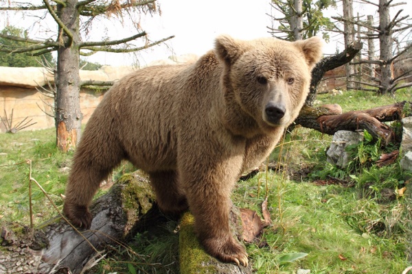 A Bear Back Home