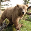 A Bear Back Home