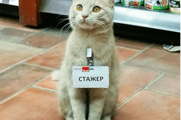 Rocks, Raps, and Cats in Charge