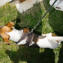 A dog with St. George's ribbon.
