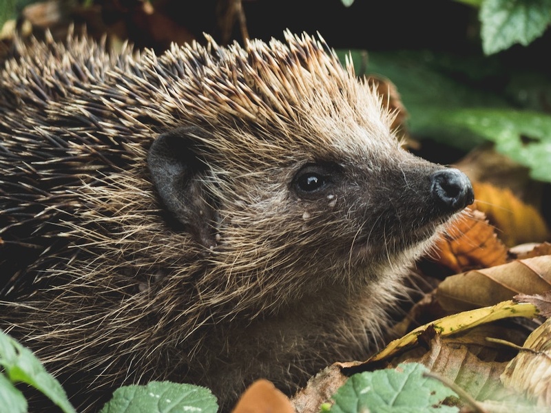 Hedgehog in the Smoke