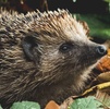 Hedgehog in the Smoke