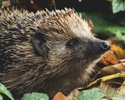 No Fog for This Hedgehog