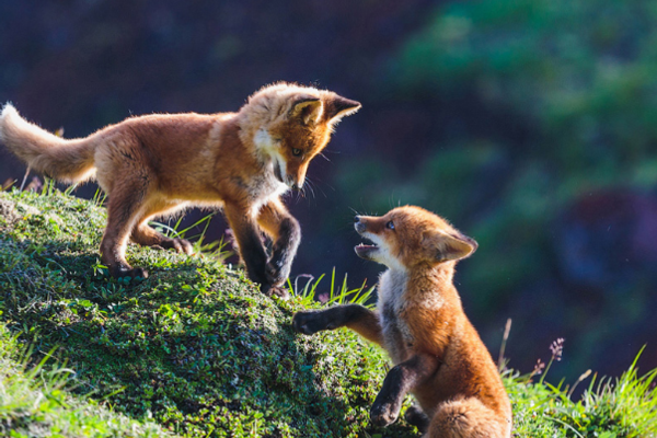 Clowns, corruption, and overdue library books