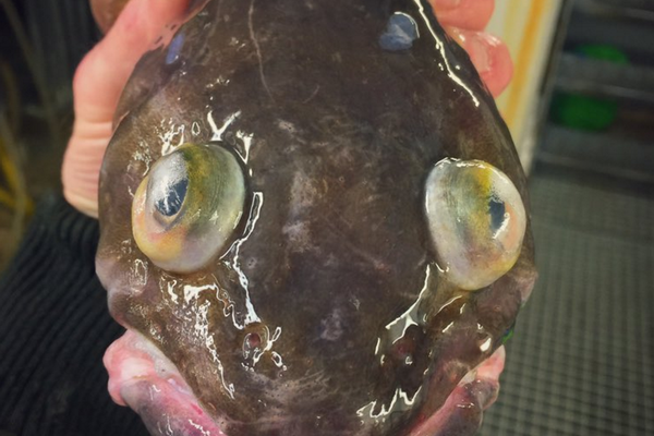 We Fish You A Merry Christmas (and Hanukkah)