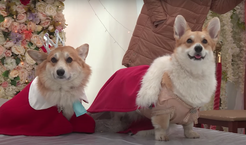 A Corgi Coronation