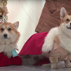 A Corgi Coronation