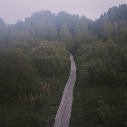 Forest Road