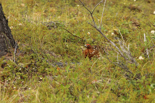 Partridge (without pear tree)