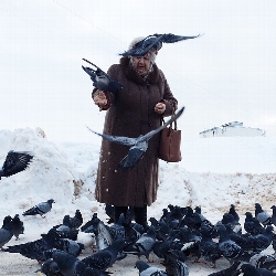 Feeding Birds