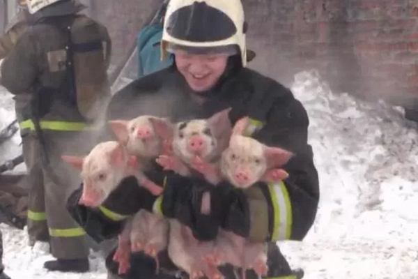 Bacon, comics, and fairy tales on ice