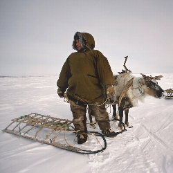 Reindeer